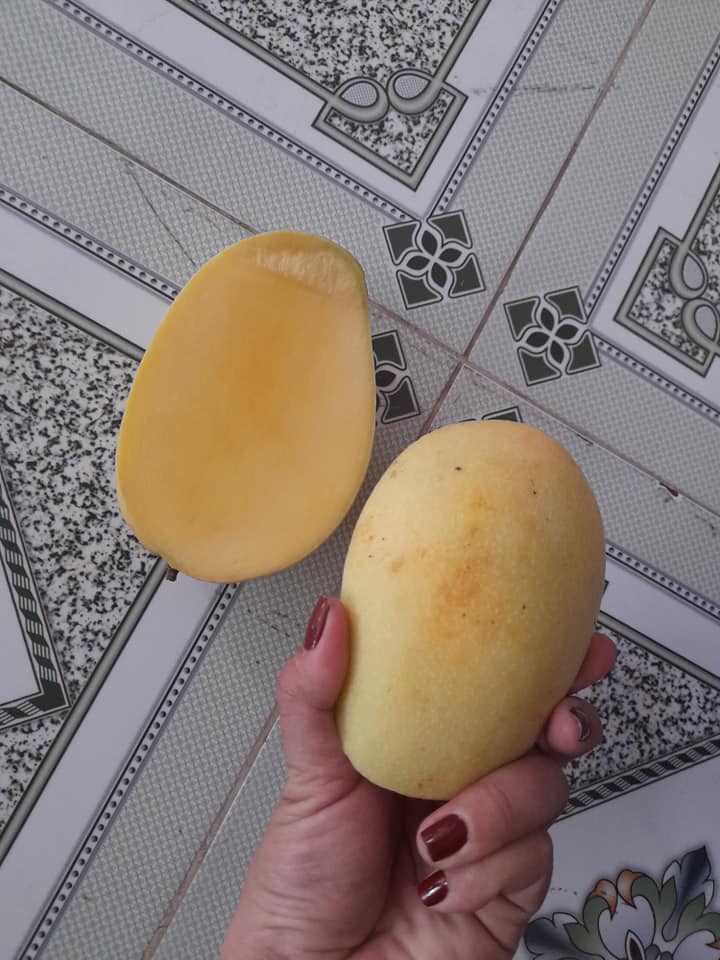 xoài keo vàng chín - Tinicart.vn - Sàn đăng tin mua bán Nông sản giá sỉ Xoài Keo Vàng Chín - Tinicart.Vn - Sàn Đăng Tin Mua Bán Nông Sản Giá Sỉ