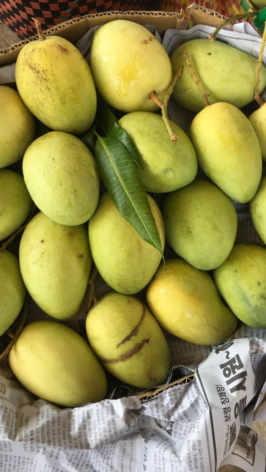 xoài tứ quý - Tinicart.vn - Sàn đăng tin mua bán Nông sản giá sỉ Xoài Tứ Quý - Tinicart.Vn - Sàn Đăng Tin Mua Bán Nông Sản Giá Sỉ