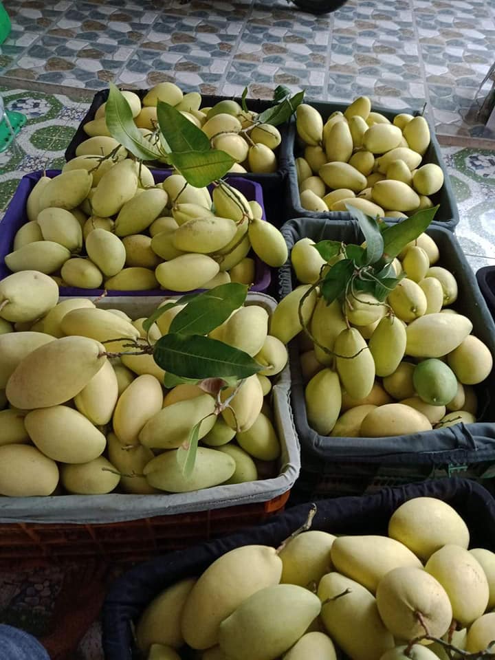 xoài keo vàng - Tinicart.vn - Sàn đăng tin mua bán Nông sản giá sỉ Xoài Keo Vàng - Tinicart.Vn - Sàn Đăng Tin Mua Bán Nông Sản Giá Sỉ