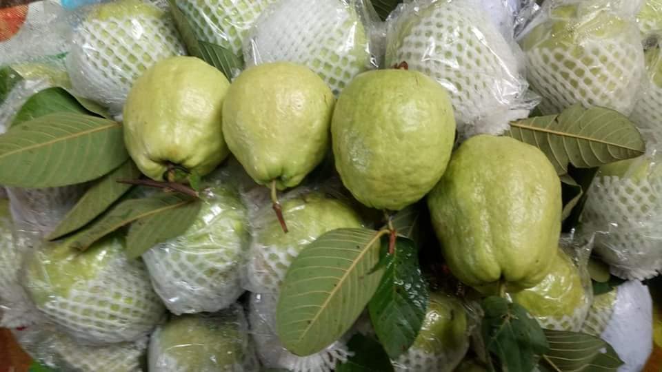 ỔI XÙ HẢI DƯƠNG TRÁI TO GIÒN NGỌT NỔI TIẾNG