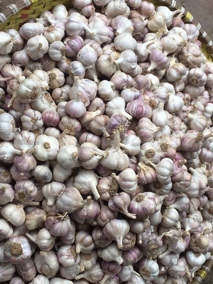 tỏi Hải Dương bán sỉ giá 22k/kg - Tinicart.vn - Sàn đăng tin ...