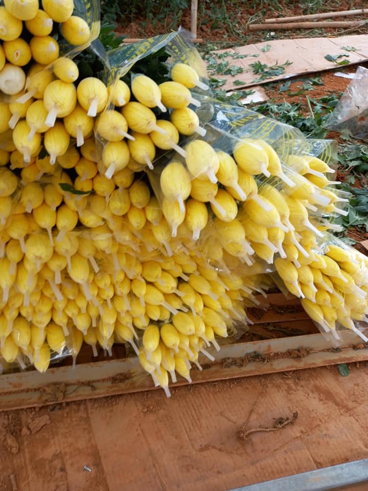 Cúc lưới đà lạt - Tinicart.vn - Sàn đăng tin mua bán Nông sản giá sỉ Cúc Lưới Đà Lạt - Tinicart.Vn - Sàn Đăng Tin Mua Bán Nông Sản Giá Sỉ