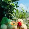 Dừa xiêm xanh Gọt trọc - Đặc sản Bến Tre