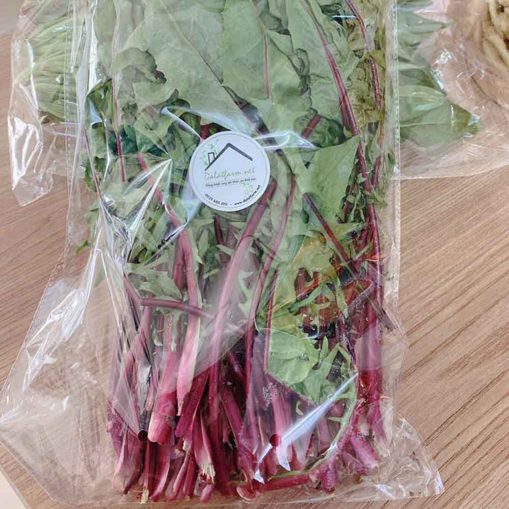 cây bồ công anh cây bồ công anh