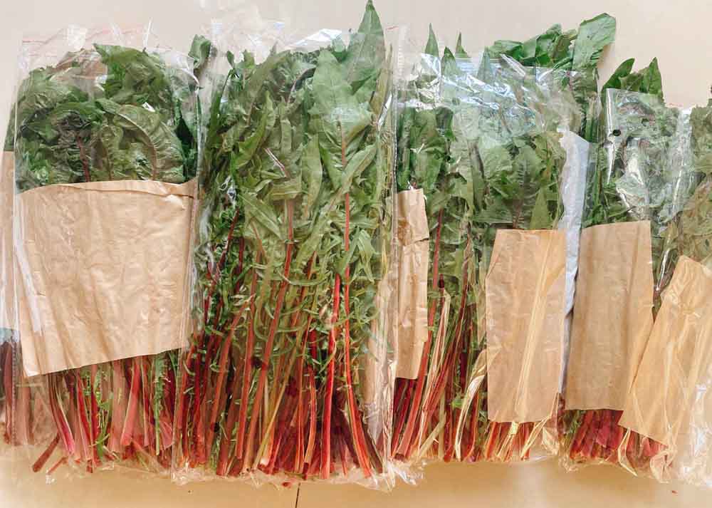 cây bồ công anh cây bồ công anh