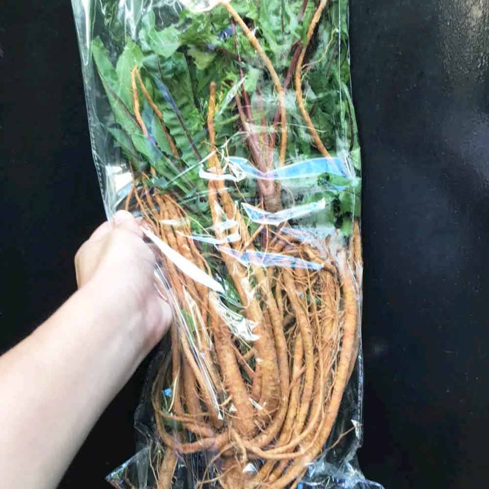 cây bồ công anh cây bồ công anh