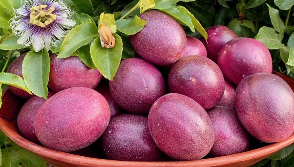 Chanh dây hồng ngọt Chanh dây hồng ngọt