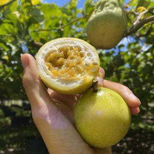 chanh dây vàng ngọt hương ổi