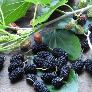 trái dâu tằm Đà Lạt