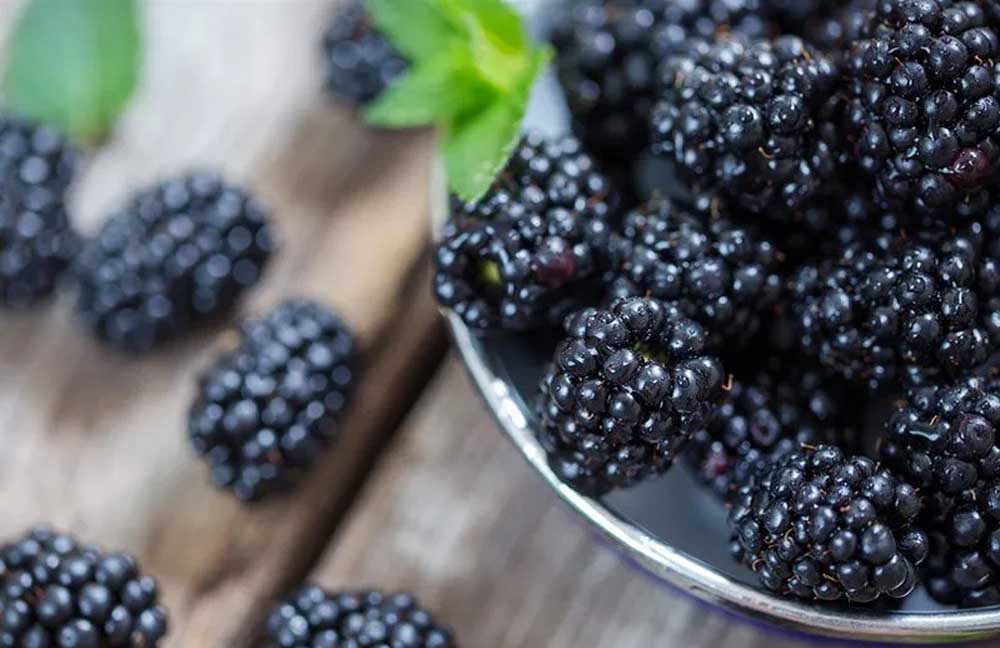 quả phúc bồn tử Đà Lạt quả phúc bồn tử Đà Lạt