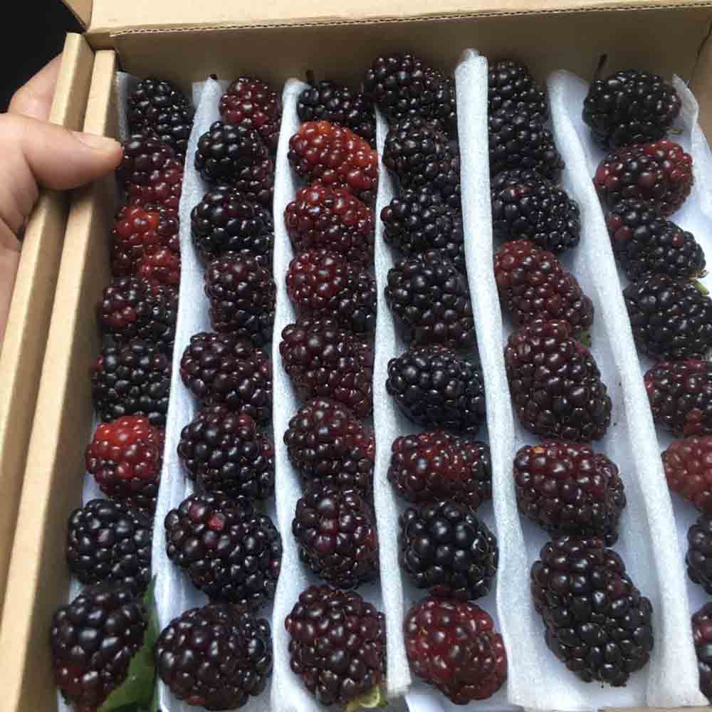 quả phúc bồn tử Đà Lạt quả phúc bồn tử Đà Lạt