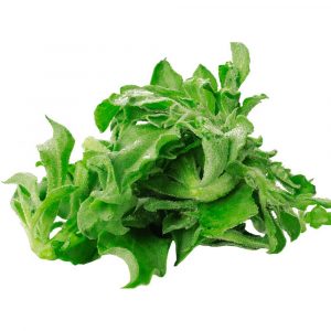 RAU KIM CƯƠNG ĐÀ LẠT