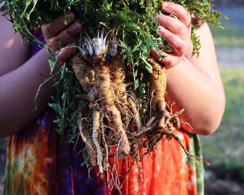 Rễ bồ công anh Rễ bồ công anh