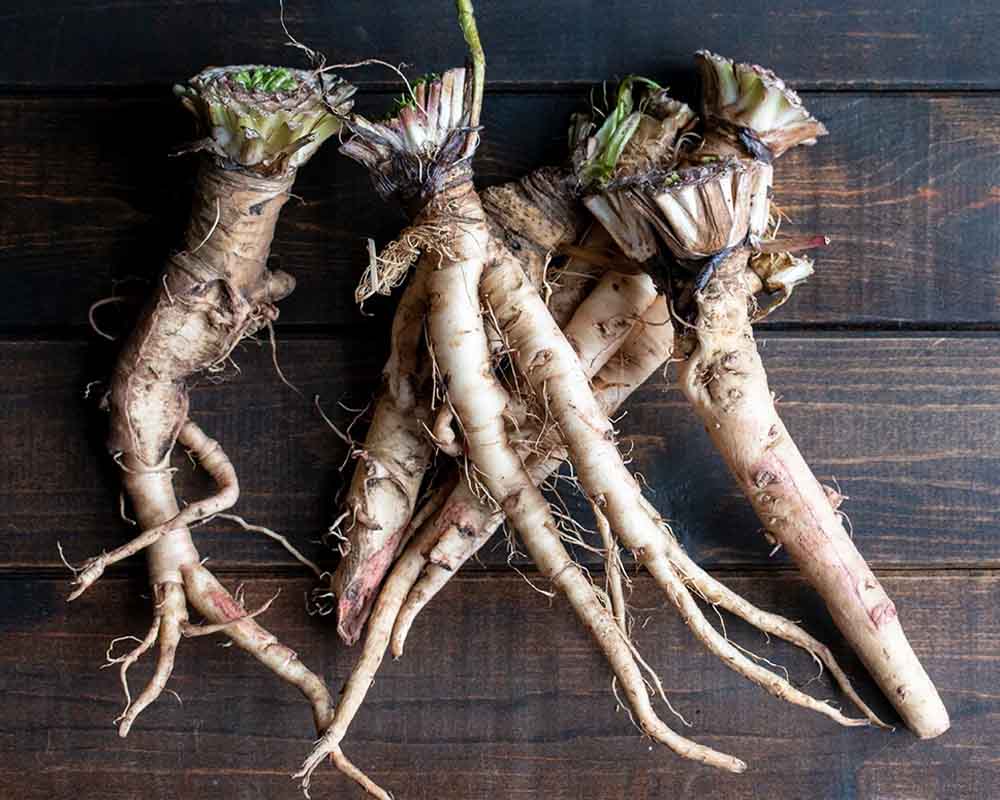 Rễ bồ công anh Rễ bồ công anh