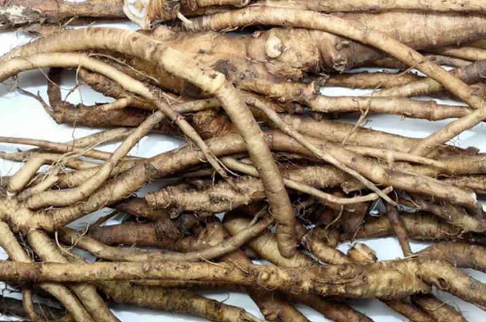 Rễ bồ công anh Rễ bồ công anh