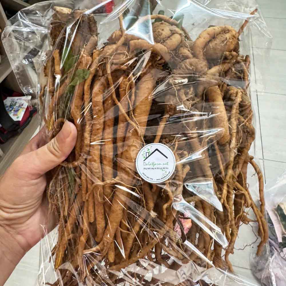 Rễ bồ công anh Rễ bồ công anh