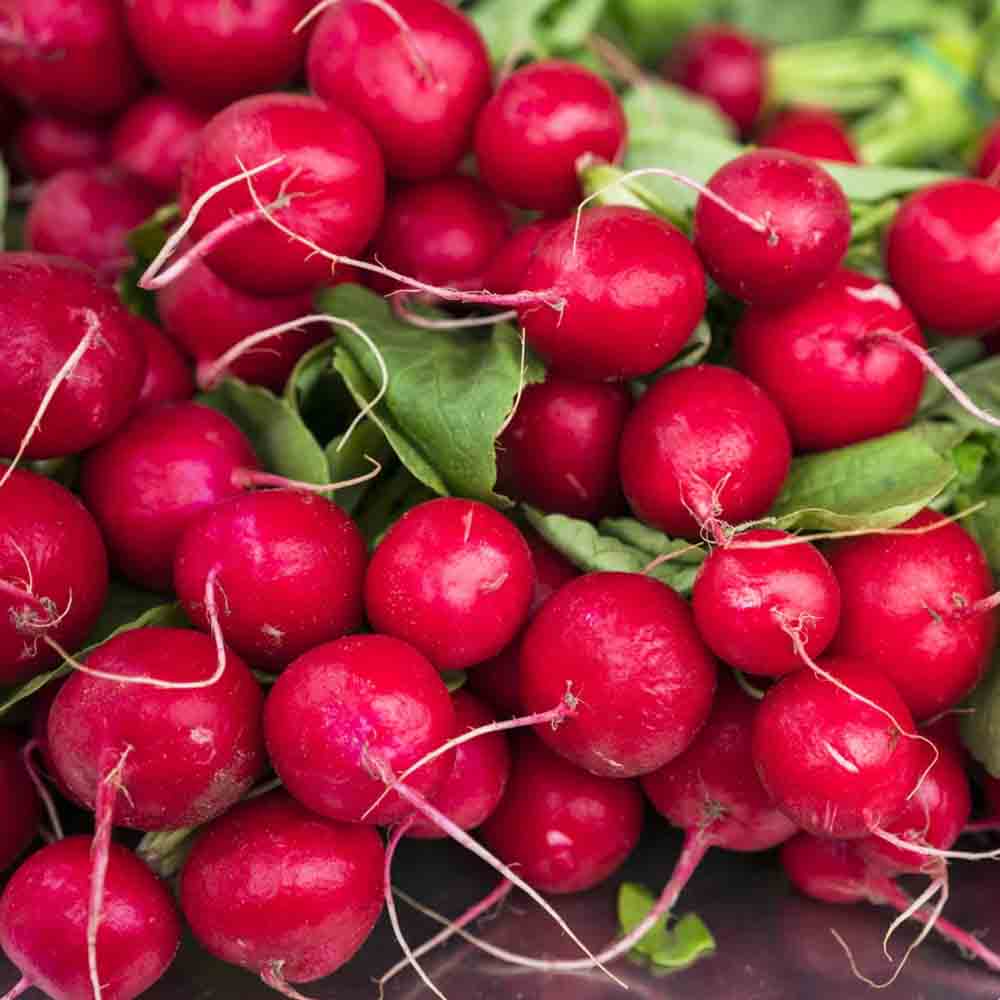 Củ cải đỏ Đà Lạt Củ cải đỏ Đà Lạt