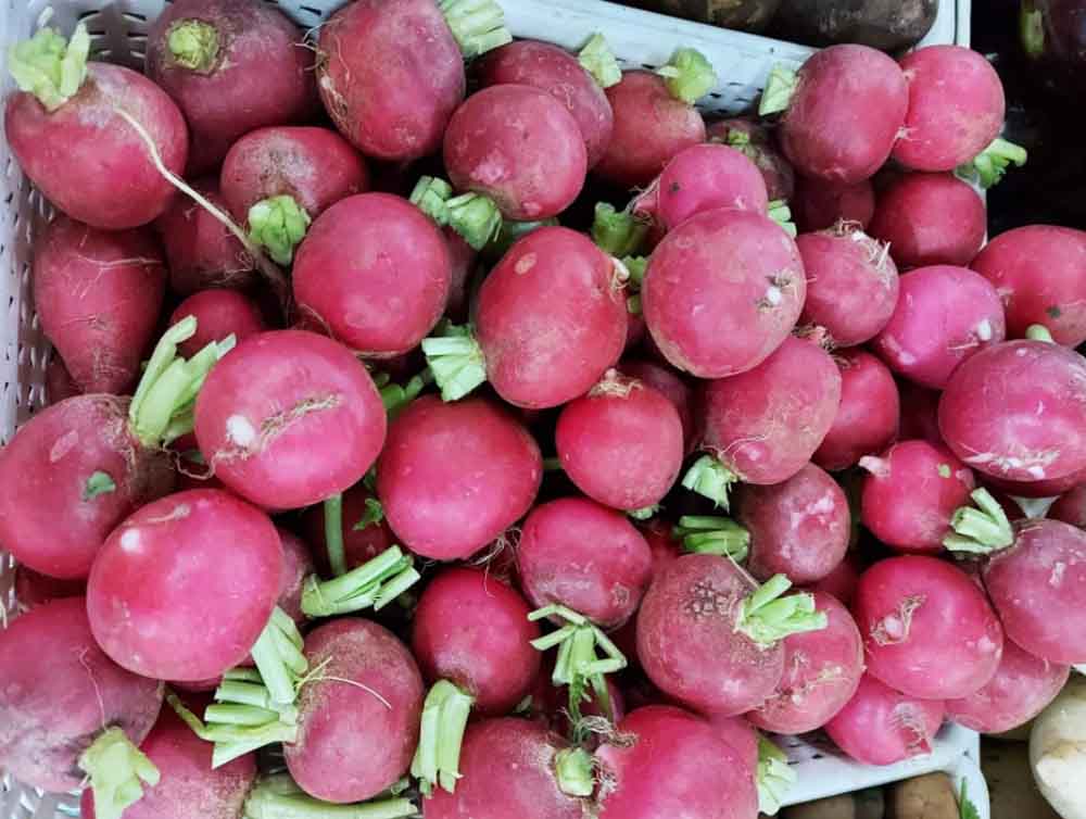 Củ cải đỏ Đà Lạt Củ cải đỏ Đà Lạt