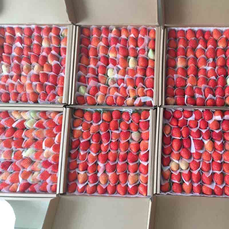 dâu tây Đà Lạt dâu tây Đà Lạt