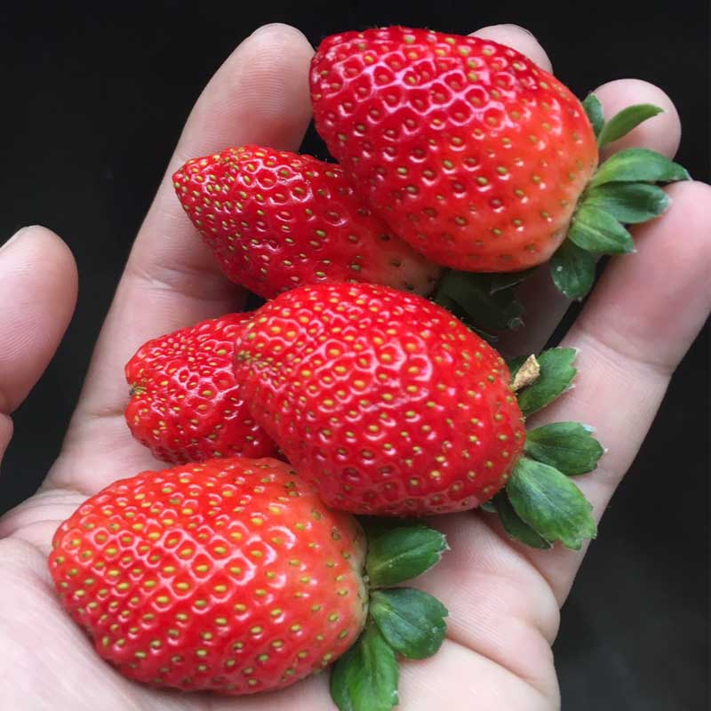 dâu tây Đà Lạt dâu tây Đà Lạt