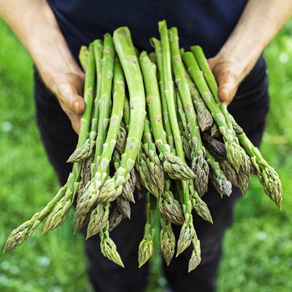 măng tây Đà Lạt măng tây Đà Lạt