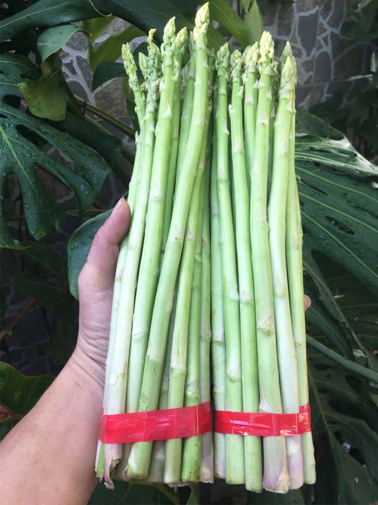 măng tây Đà Lạt măng tây Đà Lạt