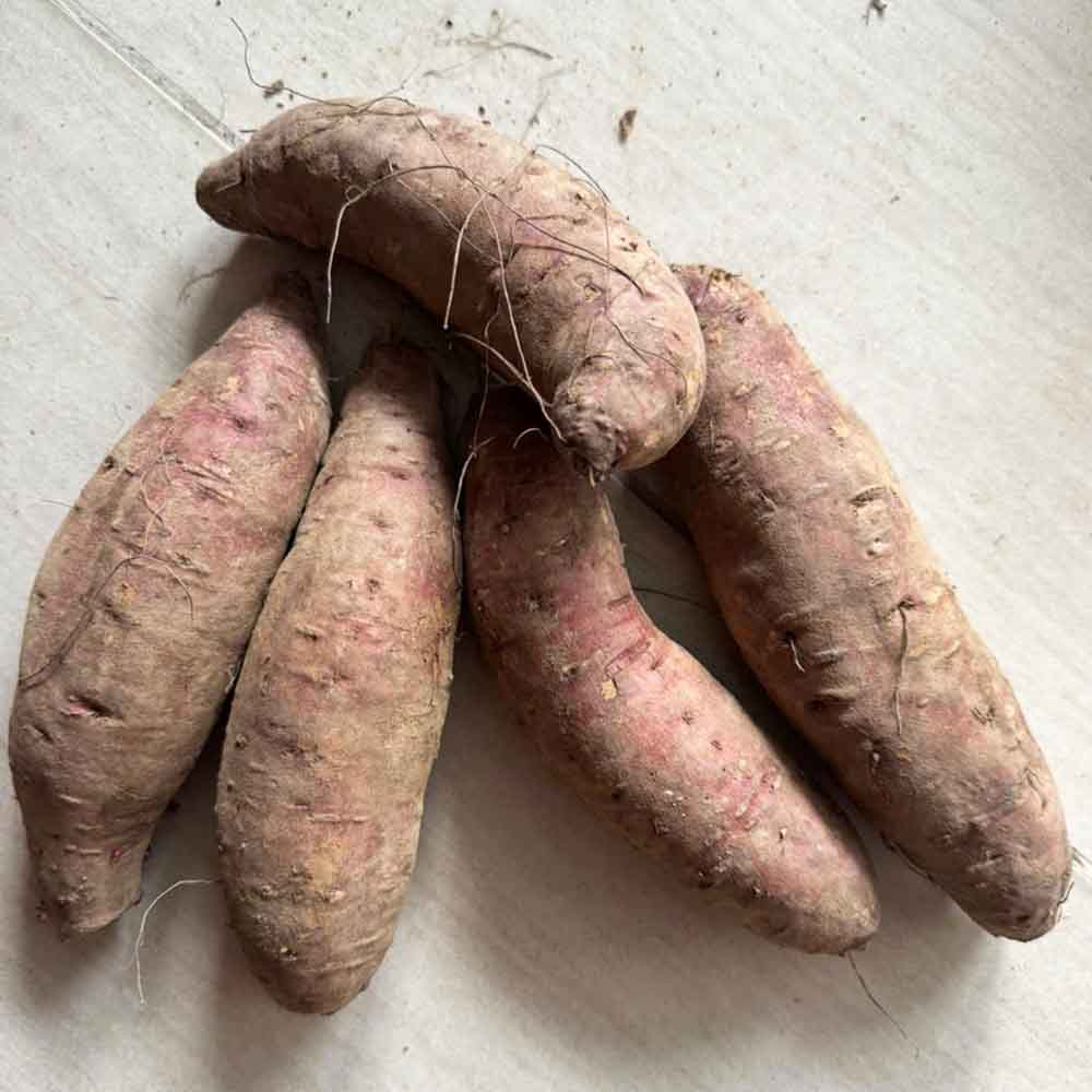 KHOAI LANG MẬT ĐÀ LẠT KHOAI LANG MẬT ĐÀ LẠT