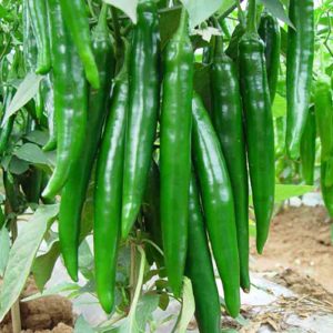 Ớt Sừng Xanh Đà Lạt