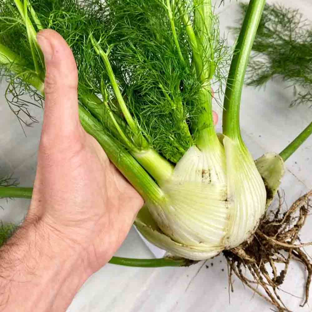 Củ Thì Là Tươi Đà Lạt Củ Thì Là Tươi Đà Lạt