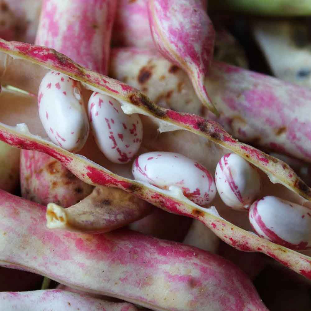 Hạt Đậu Cúc Tươi Đà Lạt Hạt Đậu Cúc Tươi Đà Lạt