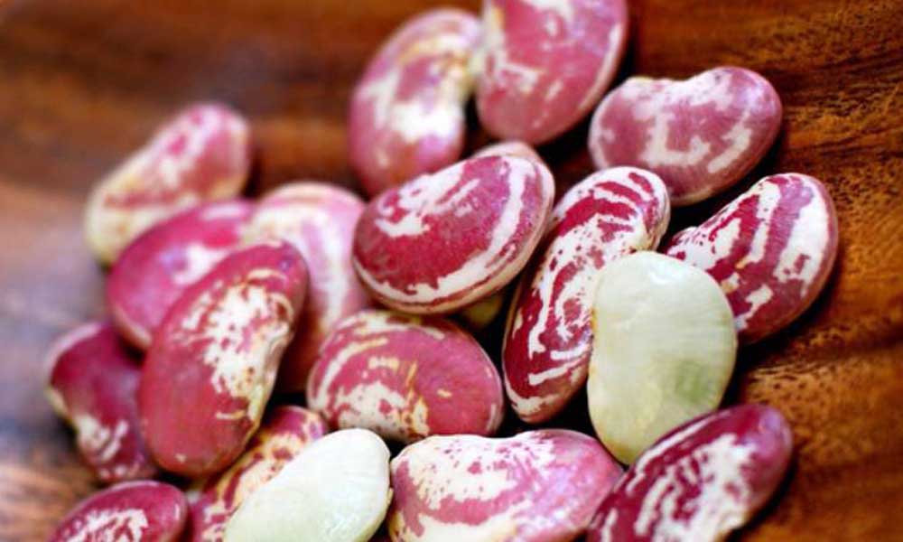 Đậu Ngự Tươi Đà Lạt Đậu Ngự Tươi Đà Lạt