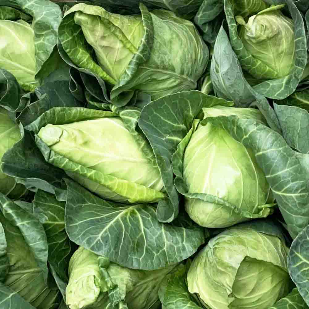 Bắp cải tim Đà Lạt Bắp cải tim Đà Lạt